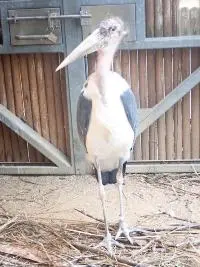 モジャ