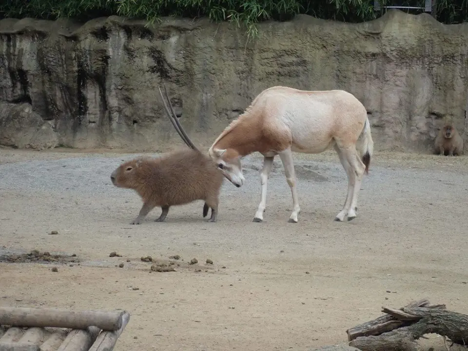 カピバラにつんつん
