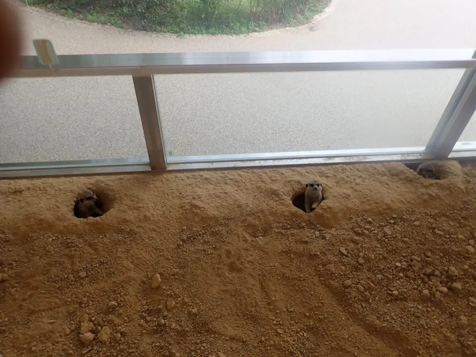 巣穴も気に入ってくれています