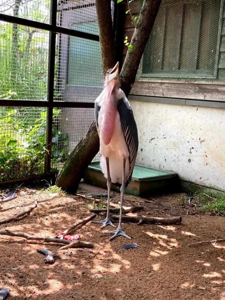 アフリカハゲコウ　オスの「モノクロ」　エサやりタイムでは見事なキャッチを繰り返します