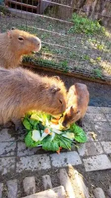 ケーキを食べるカピバラたち