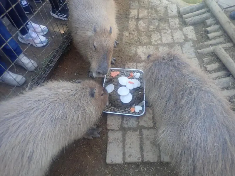 クリスマスプレゼントを食べているカピバラ