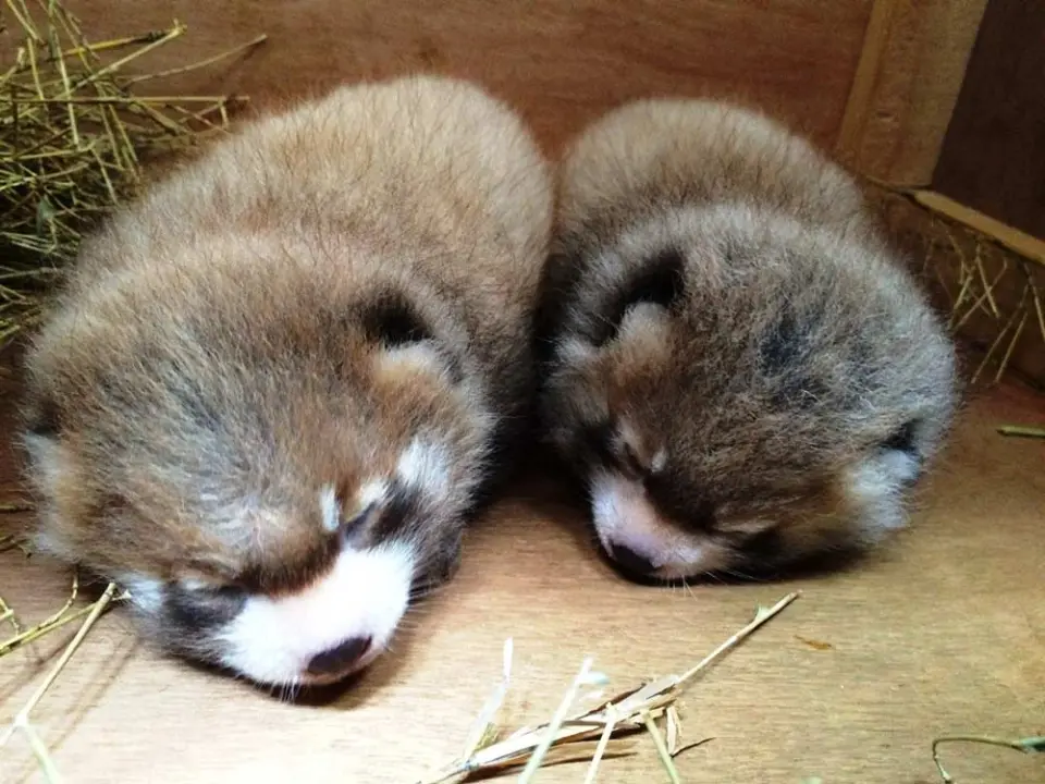 レッサーパンダ双子の赤ちゃん