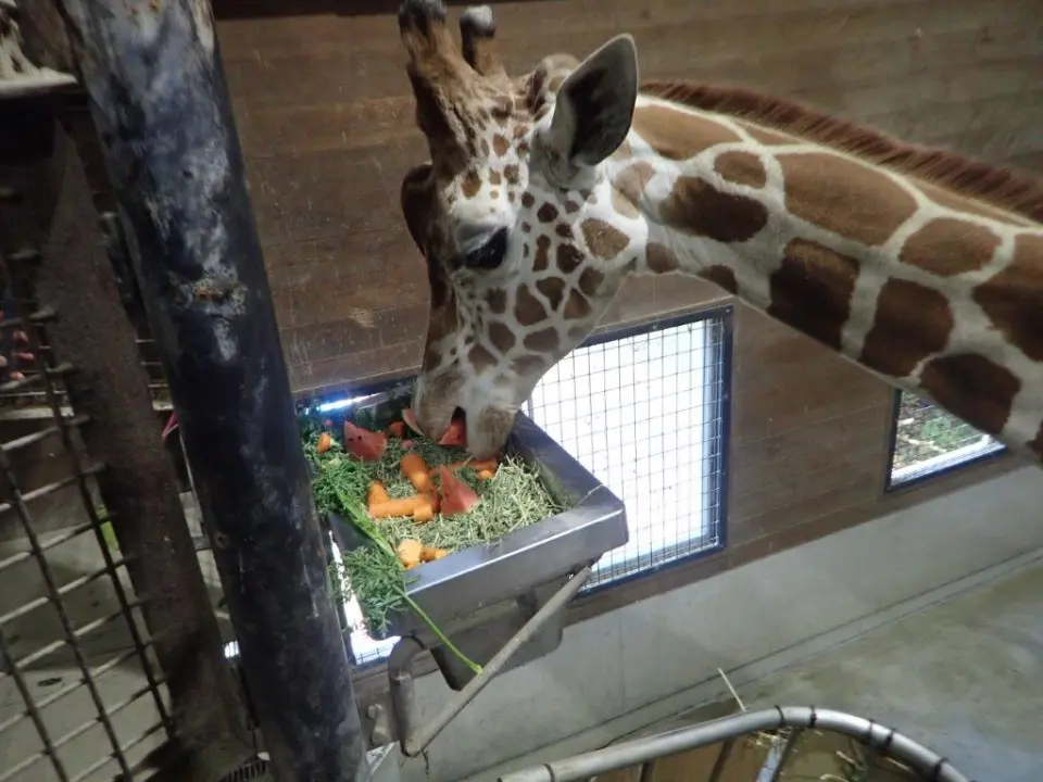 ケーキを食べるはっさく