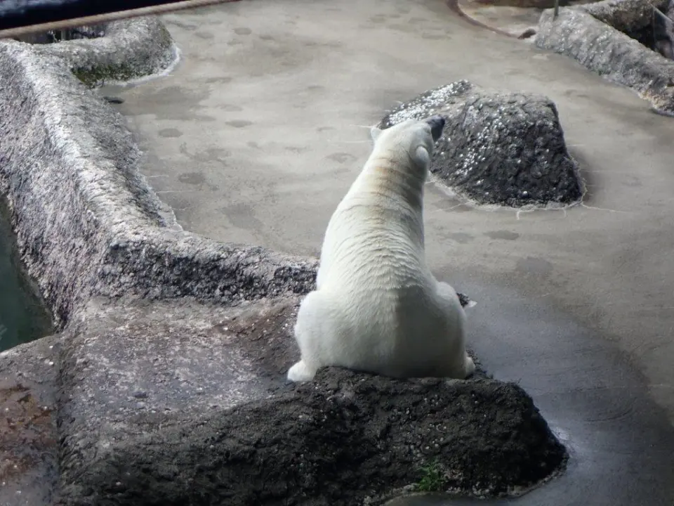 ふわふわポロロ②