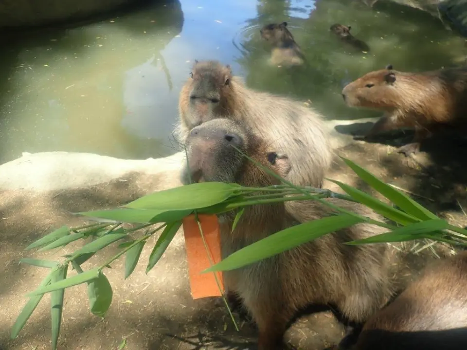 人参が食べたいカピバラ