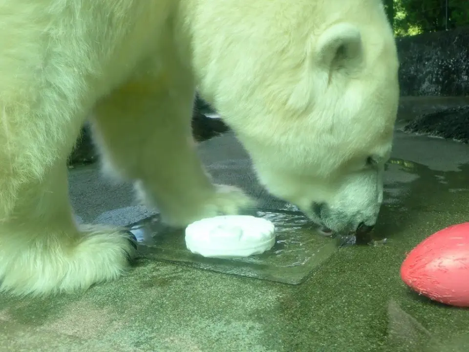 氷をなめるポロロ