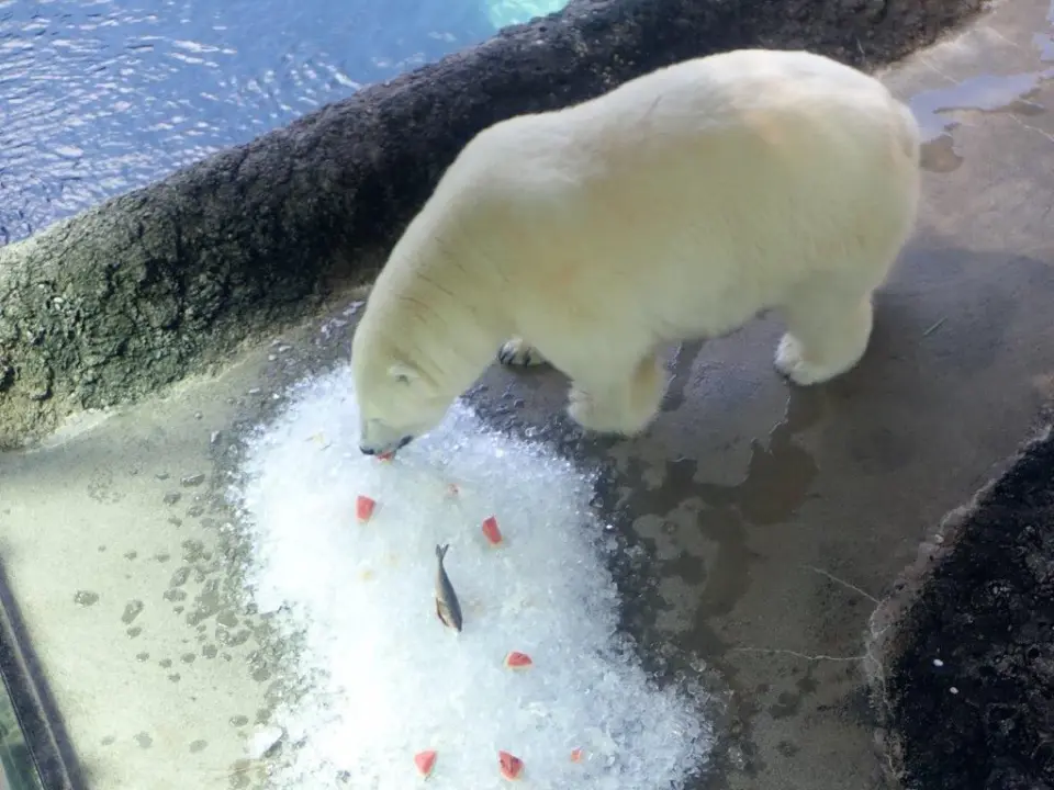 おやつを食べるポロロ