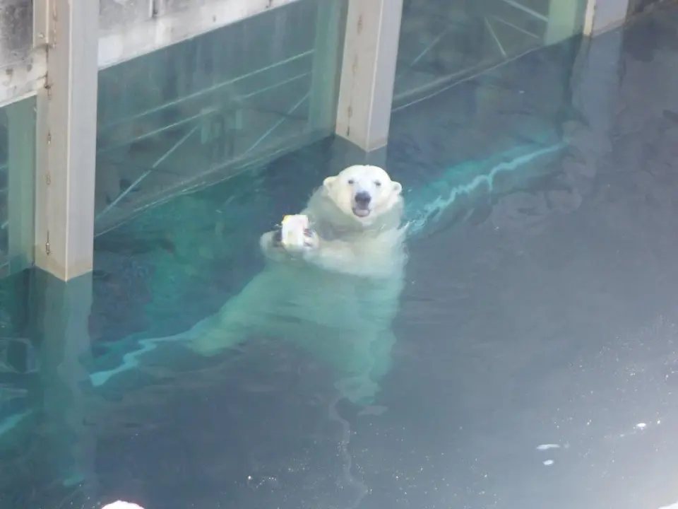 果物入りの氷とポロロ