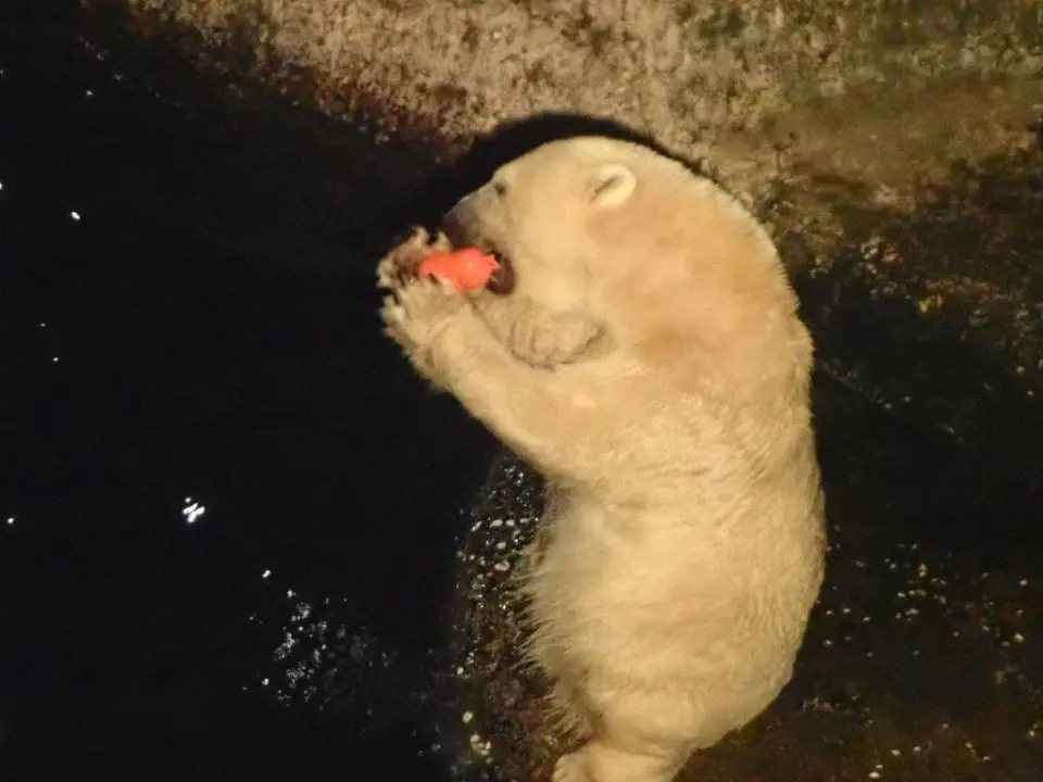玩具で遊ぶポロロ①