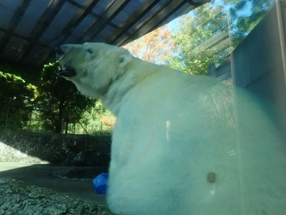 おしりにペレットをつけたポロロ