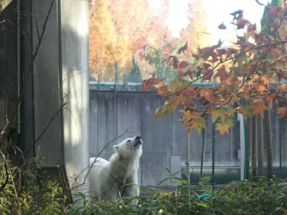 紅葉とポロロ②