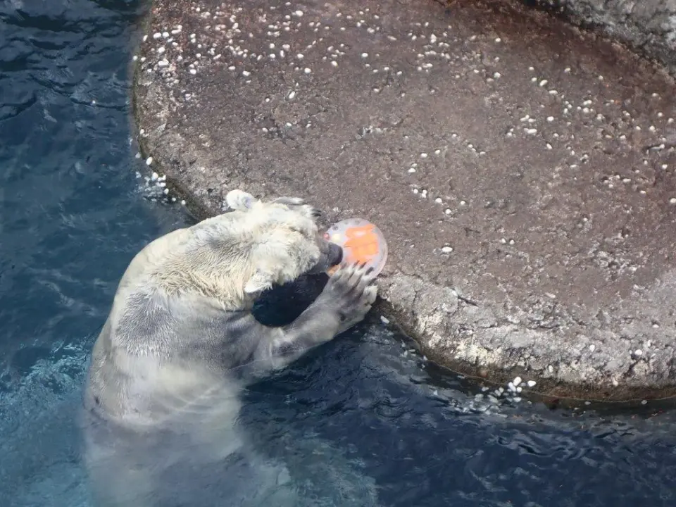 ケーキを食べるポロロ