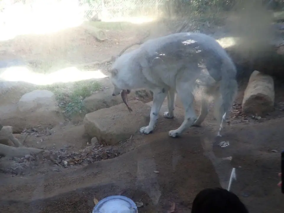 ホッケを食べるユウキ