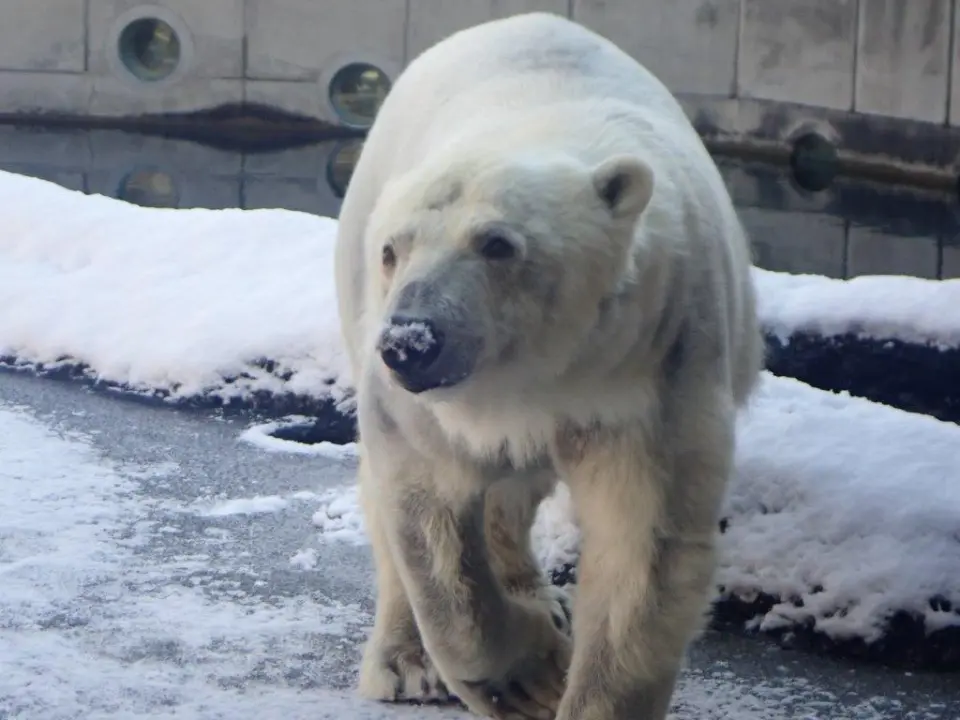 雪を鼻につけたポロロ