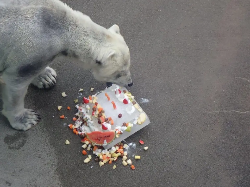 ケーキを食べるポロロ