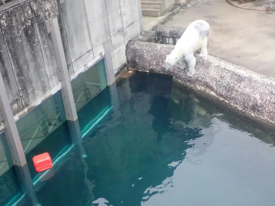 急ブレーキをかけるポロロ