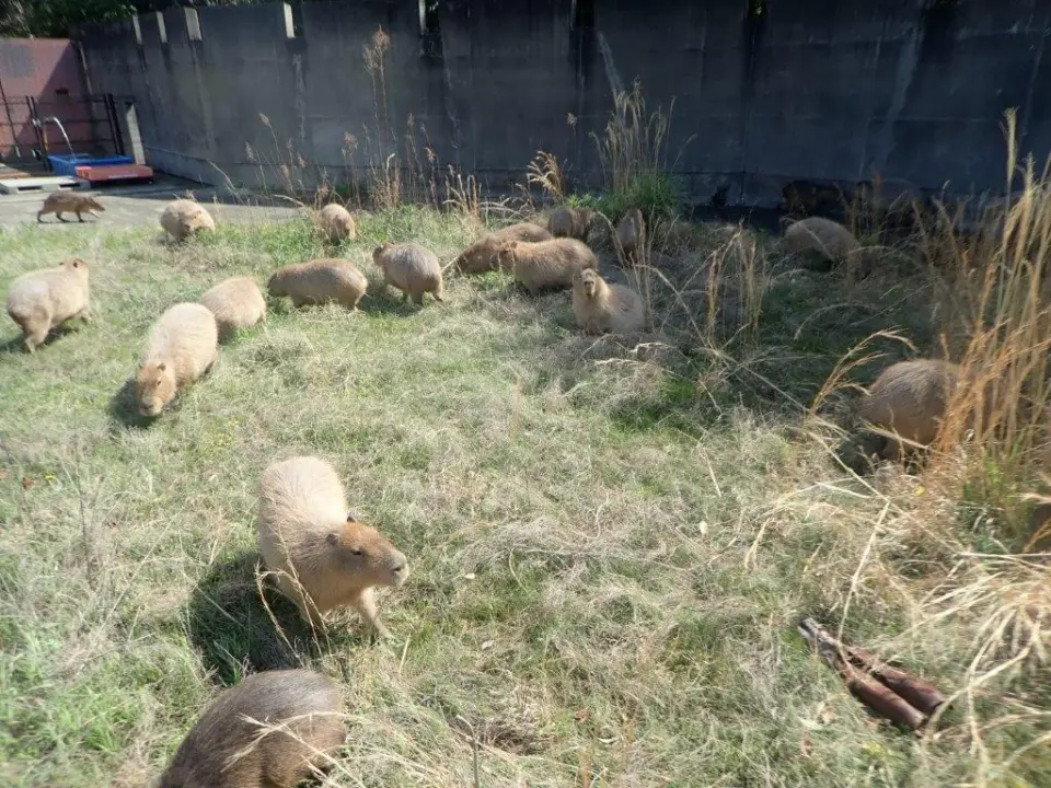 自由気ままなカピバラ