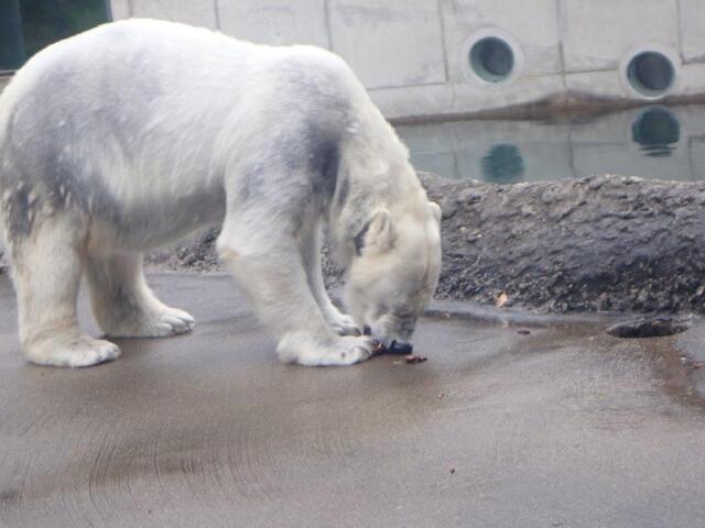 ܤäݥ