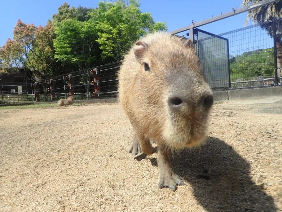 カメラ目線のカピバラ