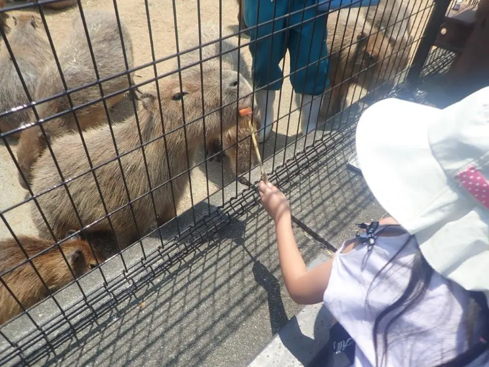 カピバラにおやつをあげている子供