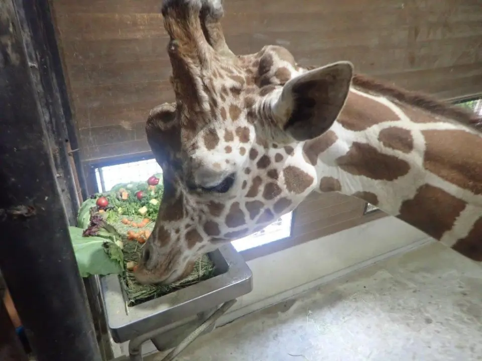 ケーキを食べるはっさく