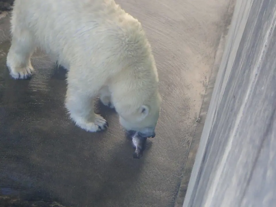 ニジマスを食べているポロロ
