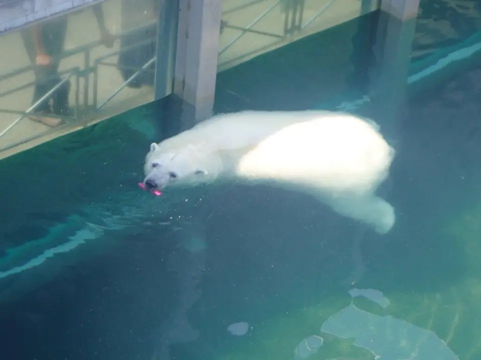 プールで泳ぐポロロ②