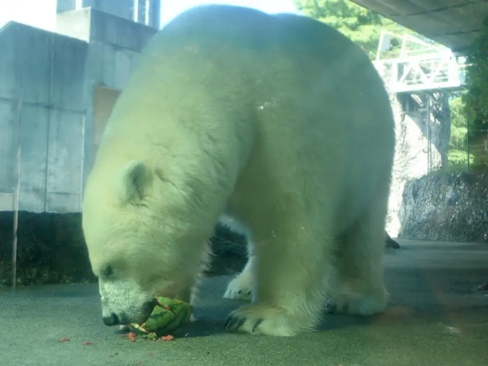 スイカを食べるポロロ