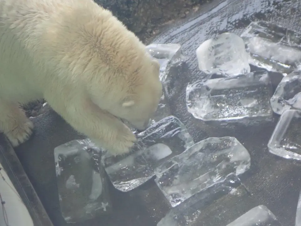氷を爪で削るポロロ