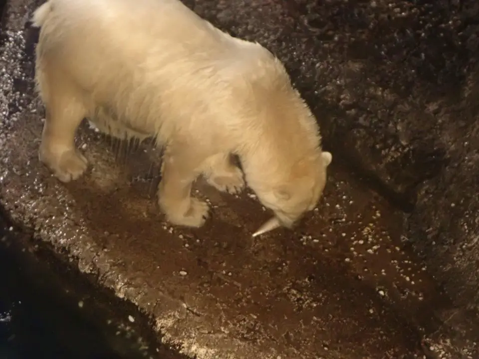 おやつ（サバ）を食べるポロロ
