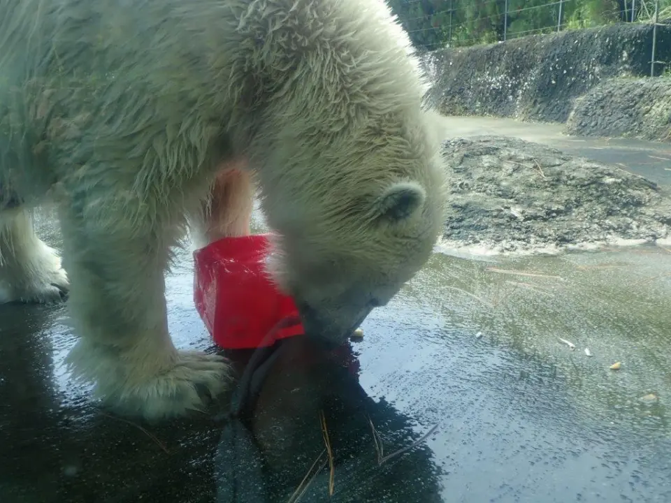 おやつを食べるポロロ