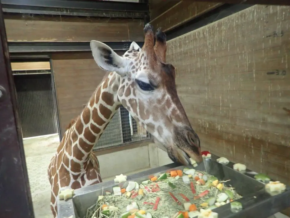 ケーキを食べるアリス