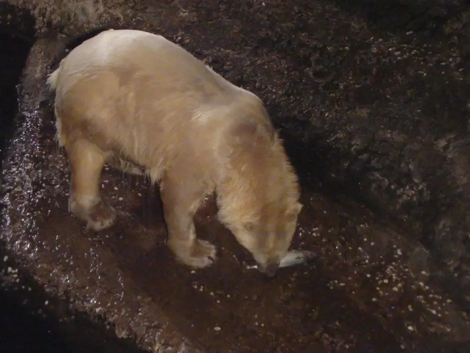 おやつを食べるポロロ