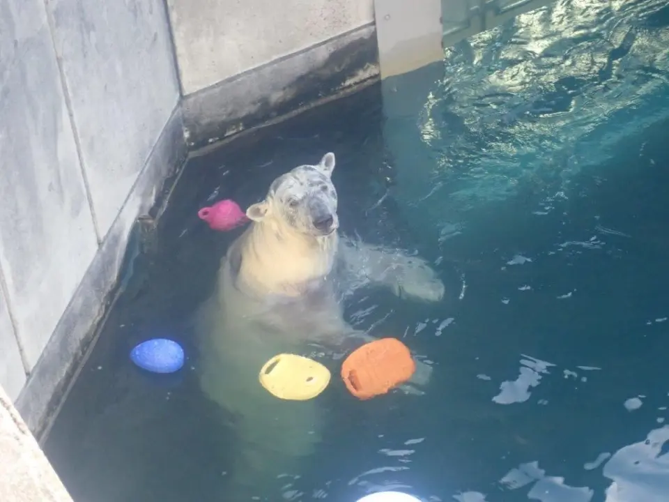 プールの中のポロロ②