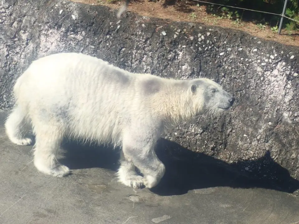 のんびり歩くポロロ