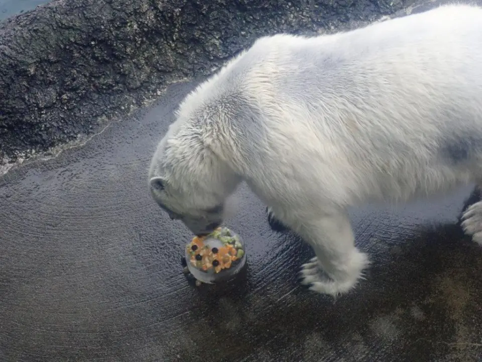 おやつを食べるポロロ