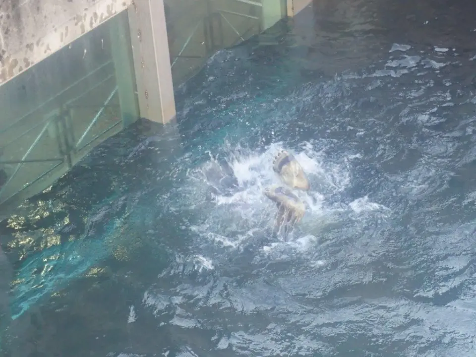 水しぶきをあげて遊ぶポロロ