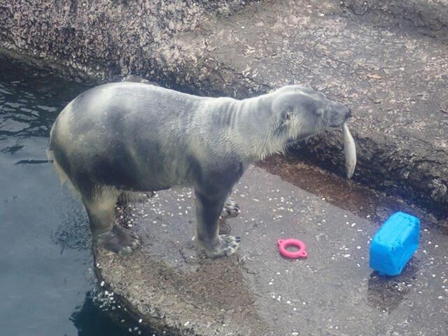 ���Ф򥲥åȤ����ݥ���