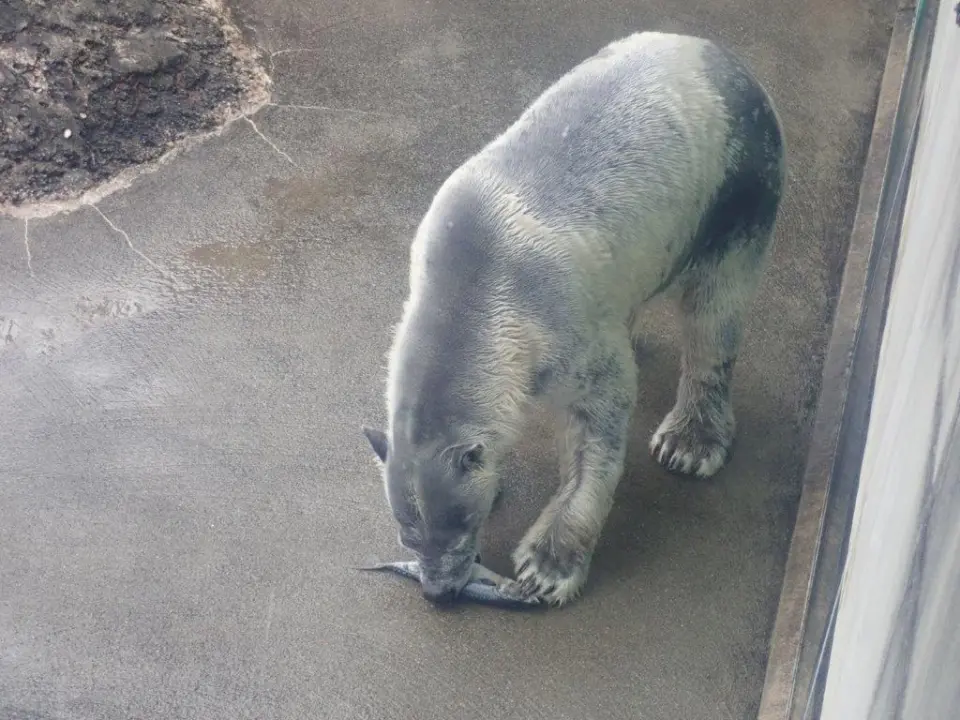 サバを食べるポロロ