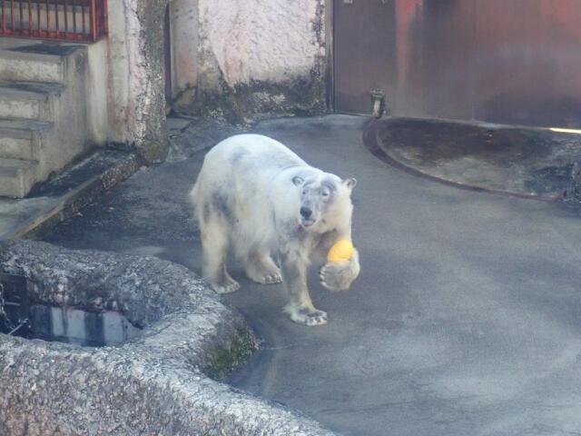 �����δ���ͷ�֥ݥ���