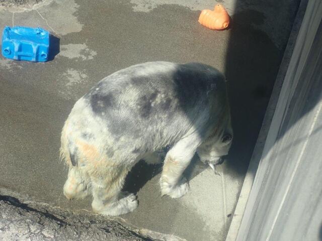 �˥���򿩤٤�ݥ���