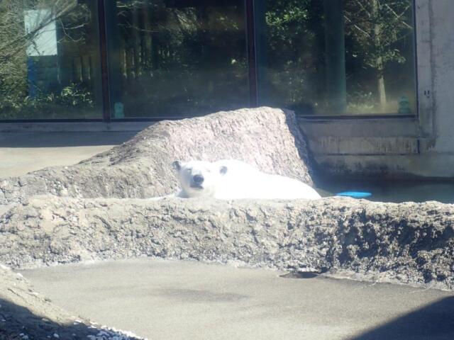 �ޤä��ꤹ��ݥ���