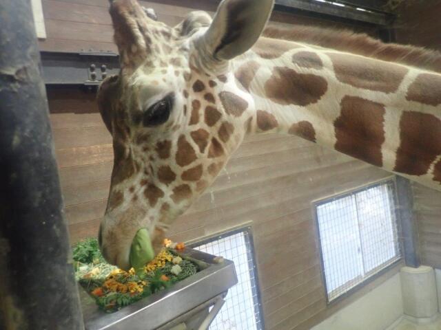 �������򿩤٤�Ϥä���