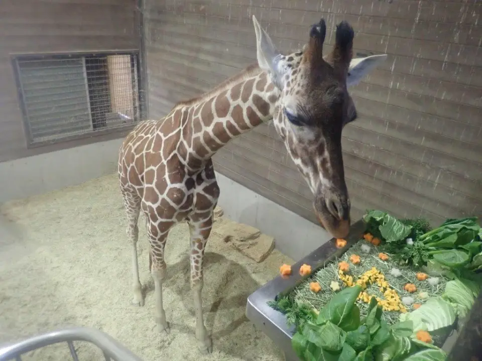 ケーキを食べるアリス