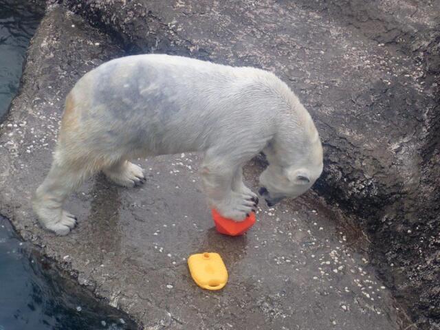 ����ͷ�֥ݥ���