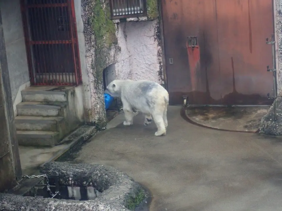 玩具を持ち帰るポロロ