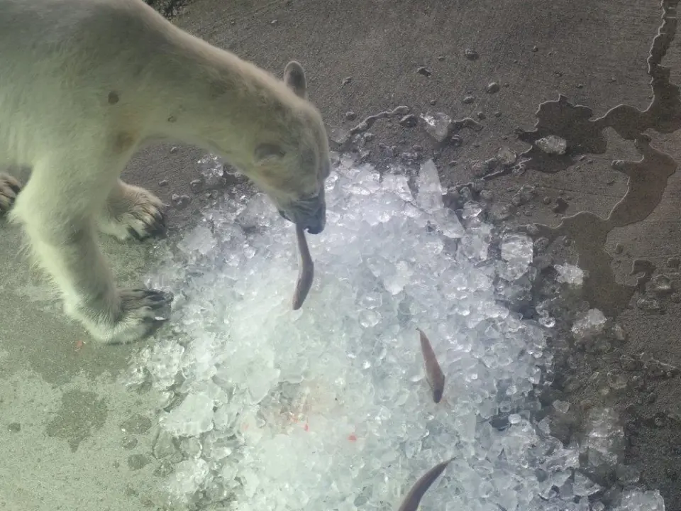 タラを食べるポロロ
