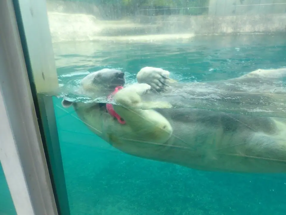 泳ぐポロロ②