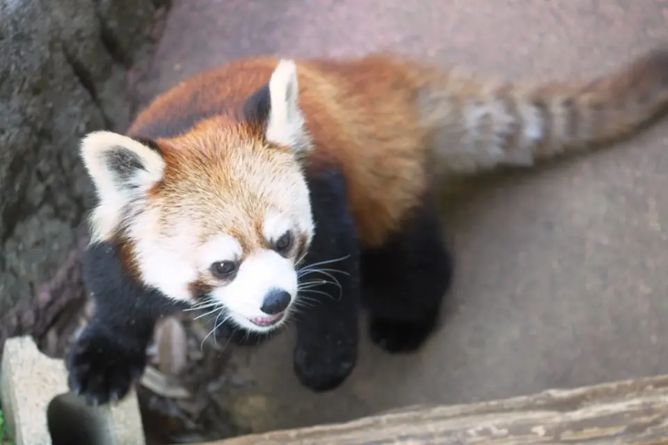 さくら
